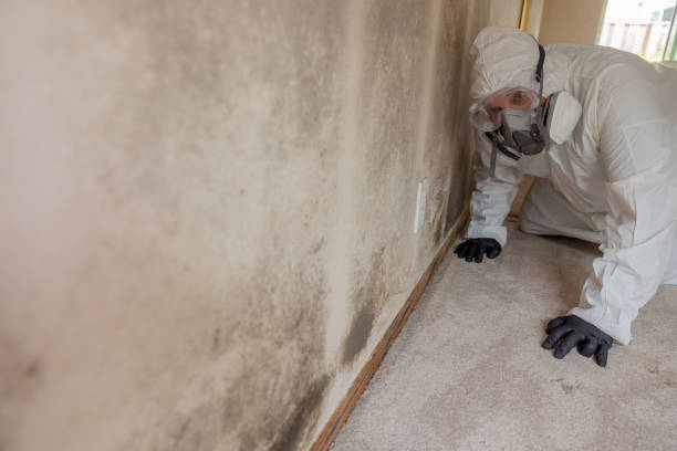 Best Mold Prevention Services  in Welcome, NC